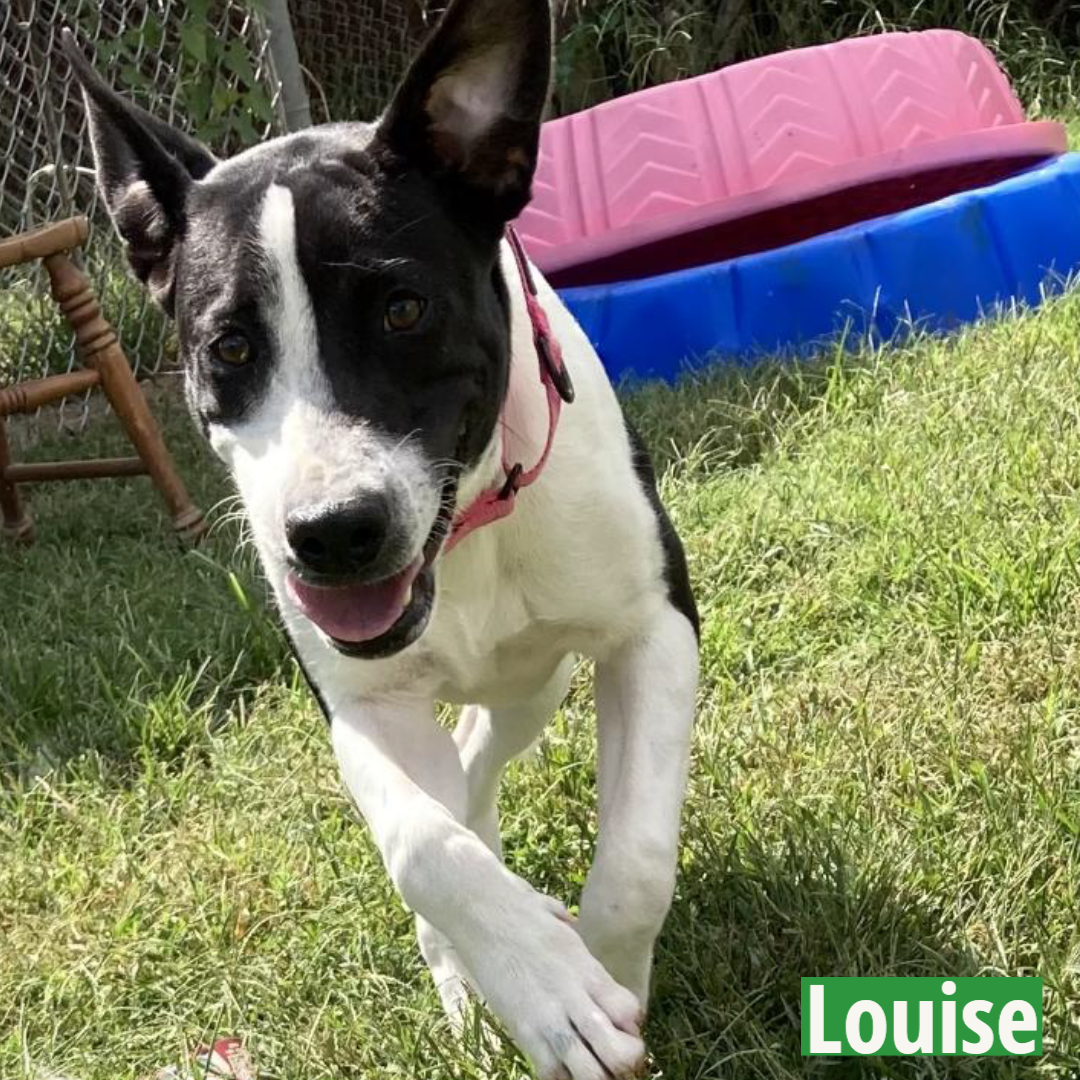 Louise